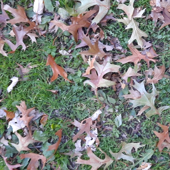 Meet your Posher, Donna - Picture 1 of 1